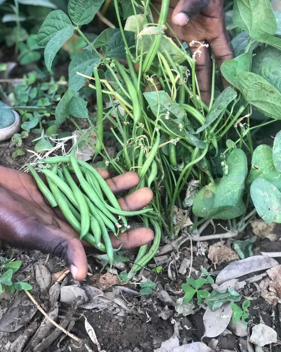 Farm Fresh Green beans
